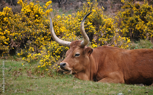 Boi barrosão típico da serra do Gerês, Portugal