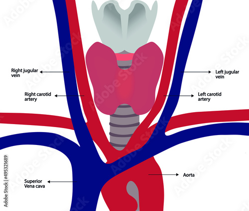Neck anatomy illustration. Artery and Vein vessel in the neck region illustration  photo