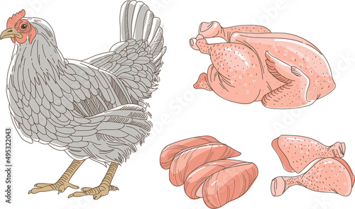 Hen, chicken sketch. Fresh raw chicken and chicken parts isolated on white background. Breast fillet legs.
