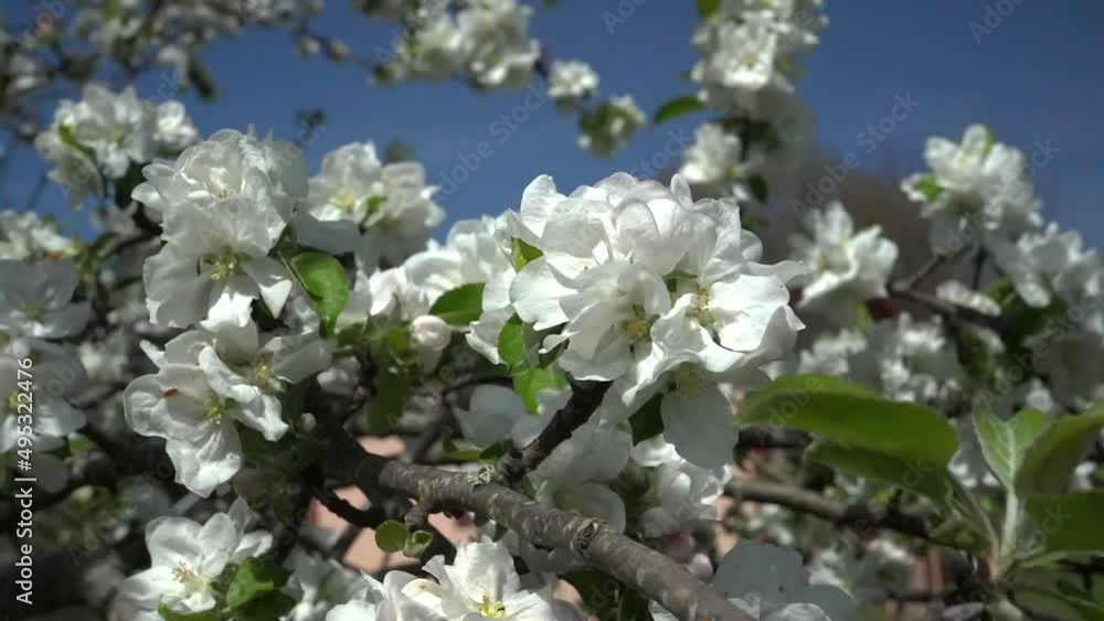 Gravenstein apple blossoms in full bloom on the tree with a light breeze blowing and a blue sky above. Gravenstein apple blossoms in full bloom on the tree with a light breeze blowing and a blue sky above.