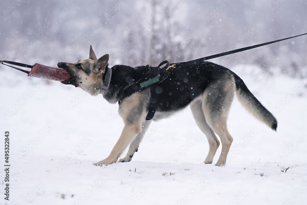 Angry East European Shepherd dog with a collar and a harness standing outdoors on a snow biting a soft pillow in winter Angry East European Shepherd dog with a collar and a harness standing outdoors on a snow biting a soft pillow in winter