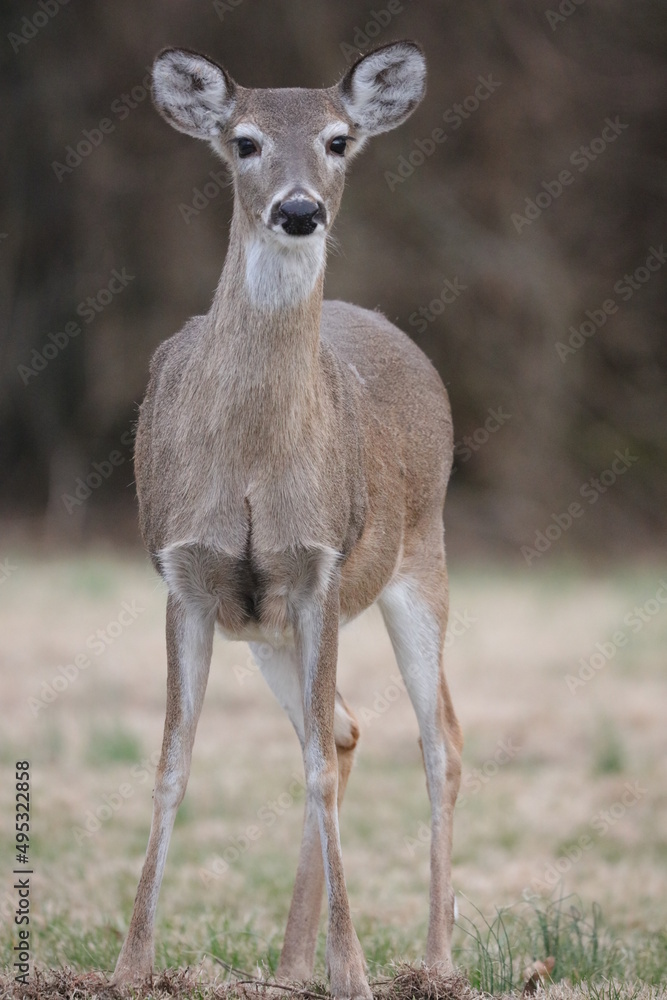 deer in the woods deer in the woods