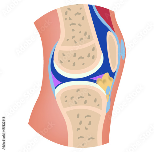 The structure of the human knee. Cross-sectional anatomy of bones. Medical vector illustration