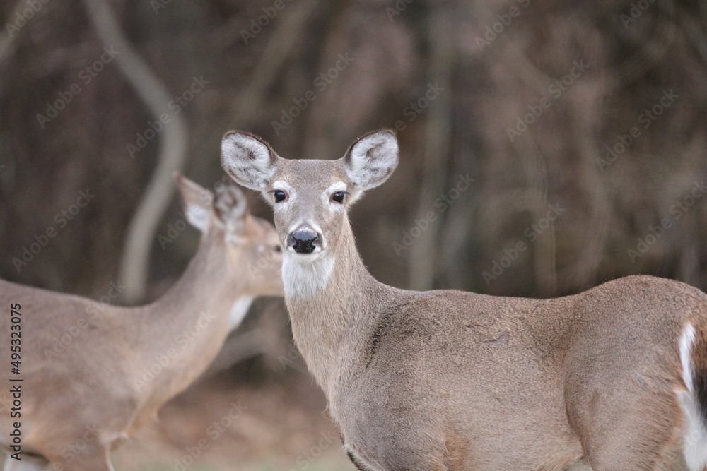 deer in the woods deer in the woods