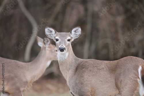 deer in the woods