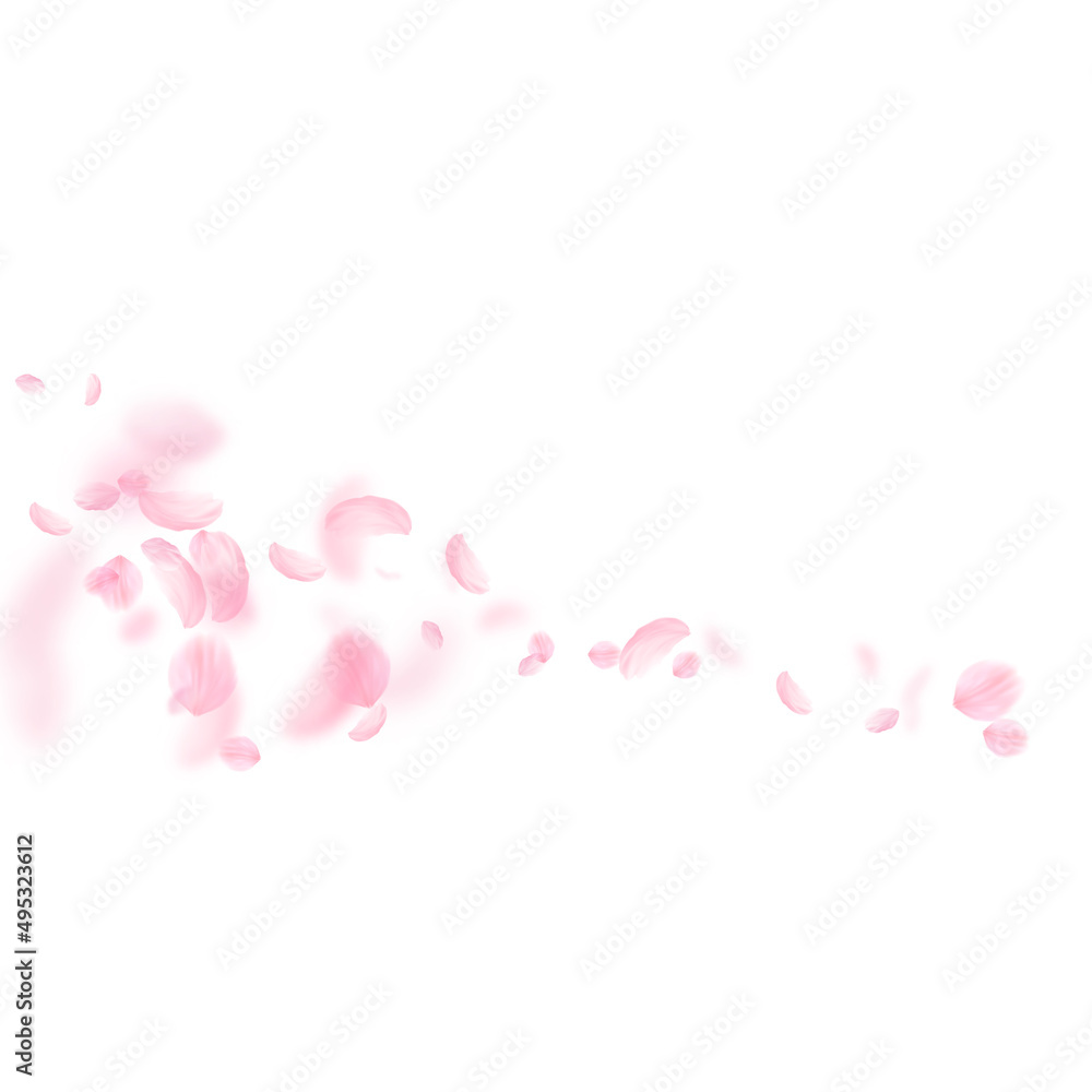 Sakura petals falling down. Romantic pink flowers comet. Flying petals on white square background. Love, romance concept. Positive wedding invitation.