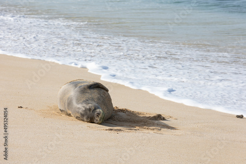 Hawaiian monk seal lounging on a beach on Oahu