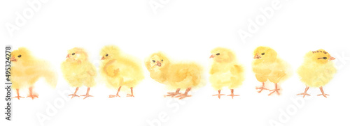 Fluffy yellow chickens watercolor spring for easter cards