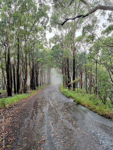 Fototapeta Naklejka Na Ścianę i Meble -  Australian bush walking track in the rain and mist surrounded by eucalypt forest