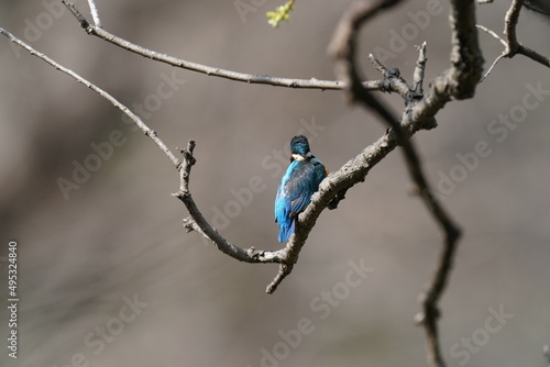 kingfisher in the forest