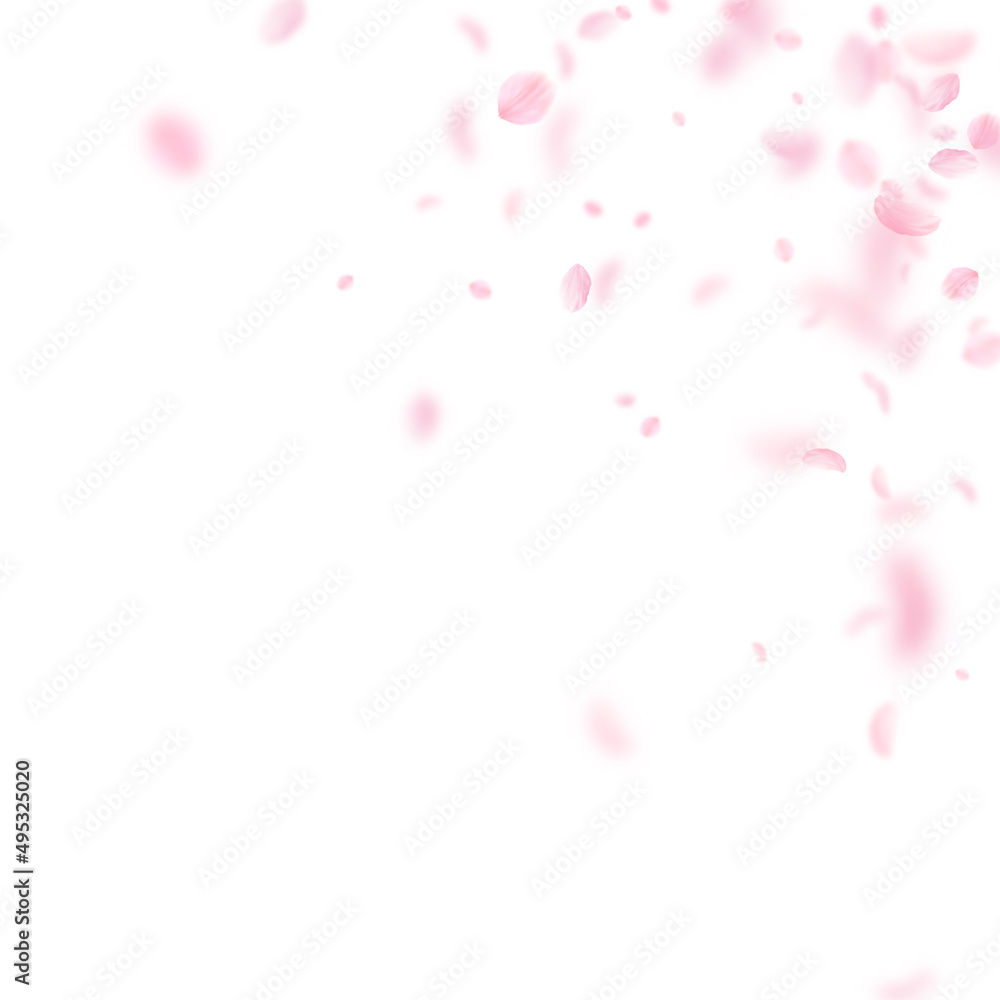 Sakura petals falling down. Romantic pink flowers corner. Flying petals on white square background. Love, romance concept. Classic wedding invitation.