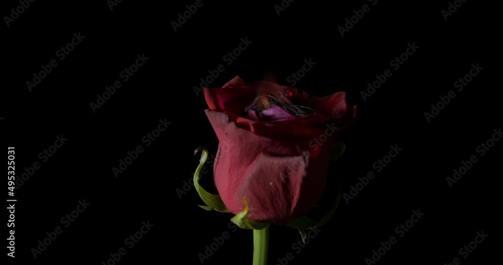 Blooming rose in fire. A view of blooming red rose in fire spinning in the night. Blooming rose in fire. A view of blooming red rose in fire spinning in the night.
