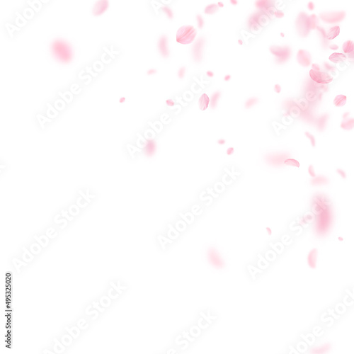 Sakura petals falling down. Romantic pink flowers corner. Flying petals on white square background. Love, romance concept. Classic wedding invitation.