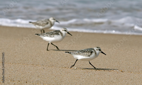 Sanderlings on the Beach at Chatham, Cape Cod