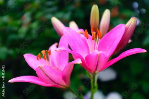 Two vivid pink lily flowers on a blurred background of green foliage  selective focus. Macro brown-orange stamens. Floral background. Picture for post  screensaver  wallpaper  postcard