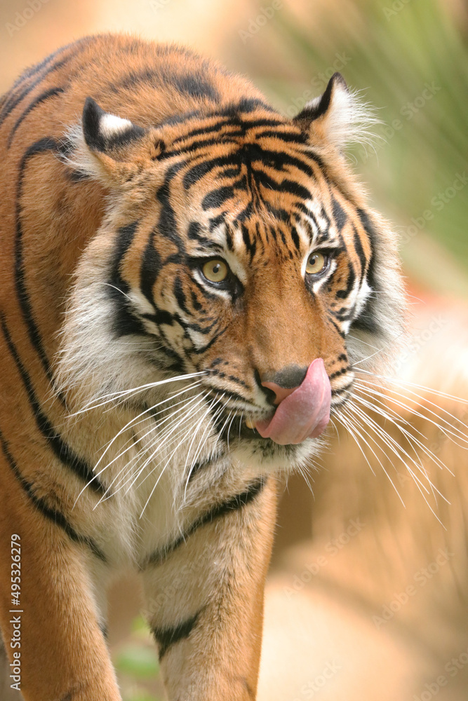 Fototapeta premium portrait of a tiger