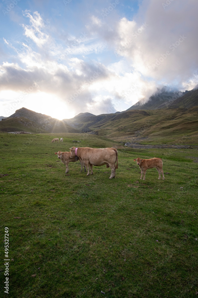 a herd of cows grazing at sunset in an idyllic Pyrenean landscape, with the mountains in the background and a calf looking at the camera, vertical
