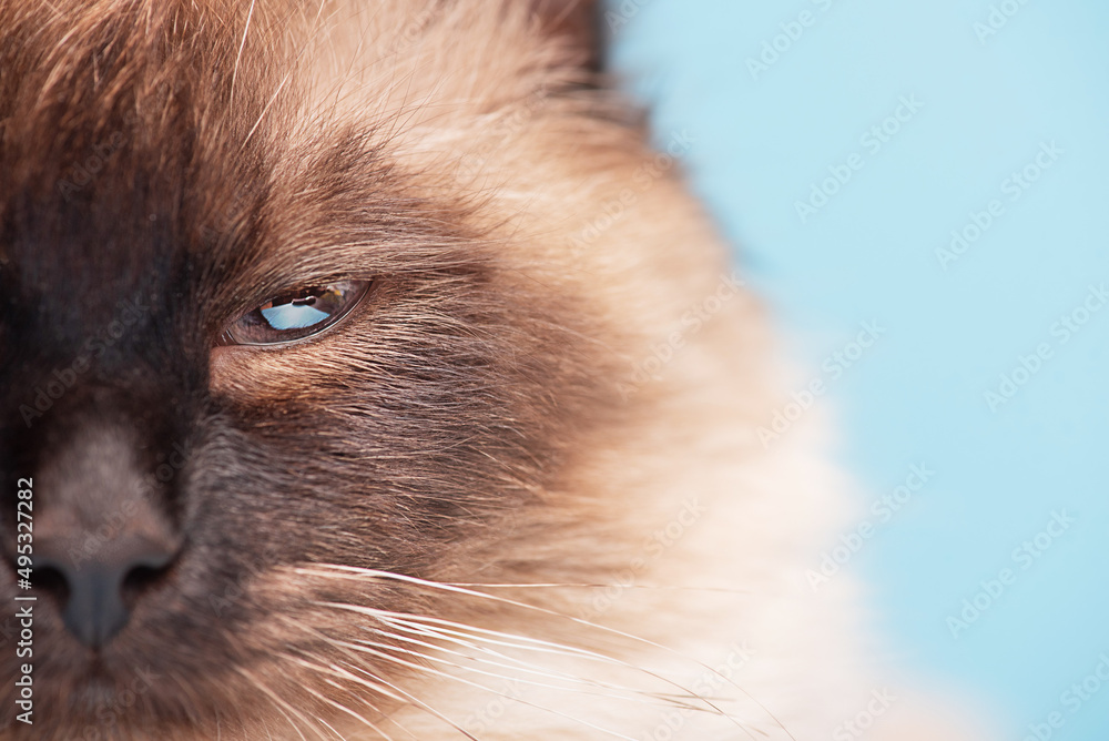 Beautiful Siberian fluffy cat on a blue background. The young cat is purebred. Part of the snout. Beautiful Siberian fluffy cat on a blue background. The young cat is purebred. Part of the snout.