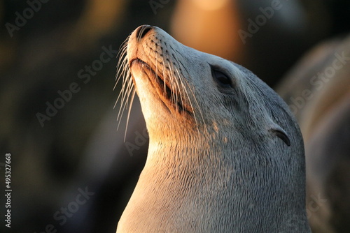 close up of a sea lion