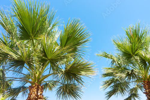 Green palm tree on blue sky background. horizontal photo. Summer background, vacaton concept