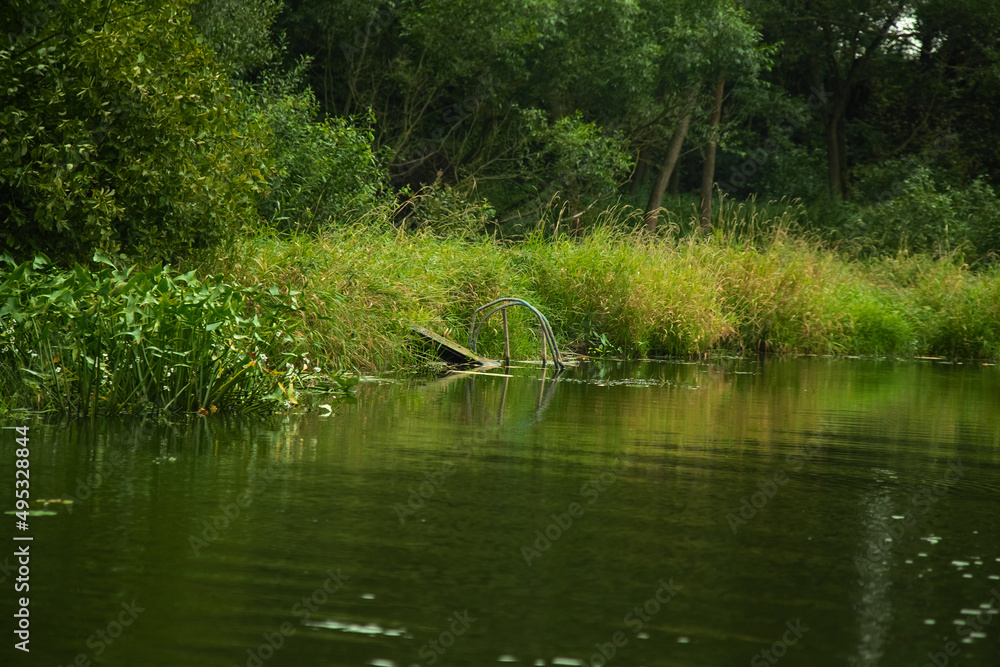 Green summer forest landscape at daytime with river Green summer forest landscape at daytime with river