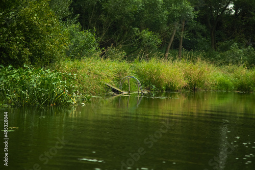 Green summer forest landscape at daytime with river