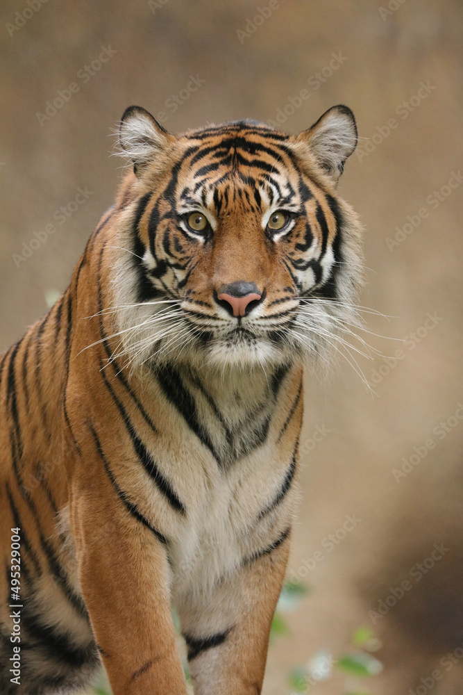 tiger in the wild tiger in the wild