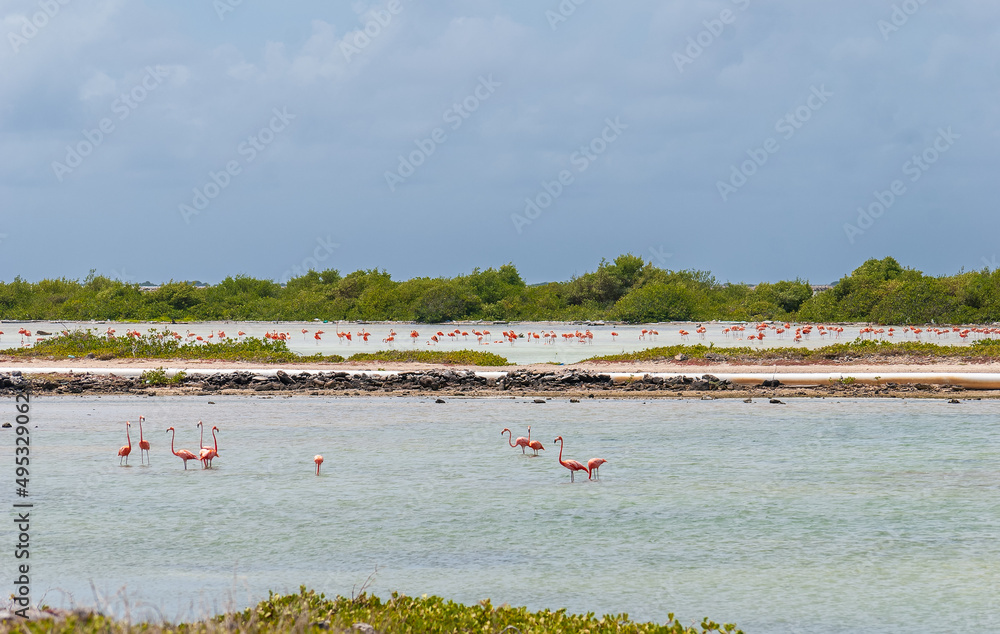 Flamingos in the salt flats in Bonaire netherlands antilles