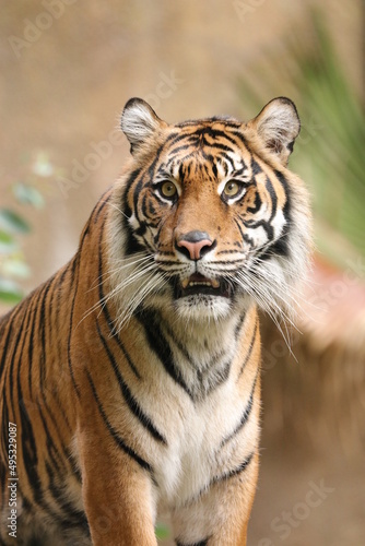 Fototapeta Naklejka Na Ścianę i Meble -  tiger in the wild
