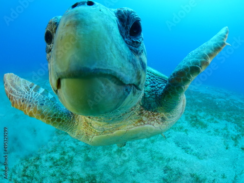 Fototapeta Naklejka Na Ścianę i Meble -  sea turtle underwater close up look camera caretta caretta mediterranean fauna 