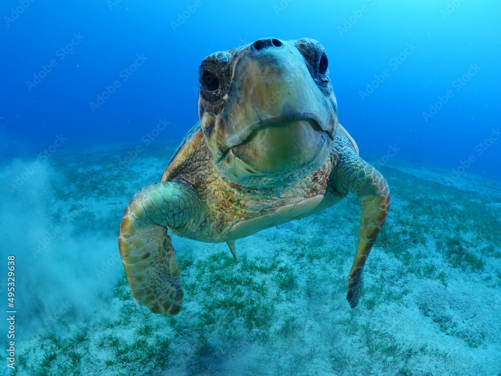 Obraz premium turtle underwater looks at camera close up ocean scenery caretta caretta sea turtle