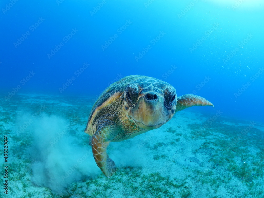 Fototapeta premium sea turtle underwater close up look camera caretta caretta mediterranean fauna 