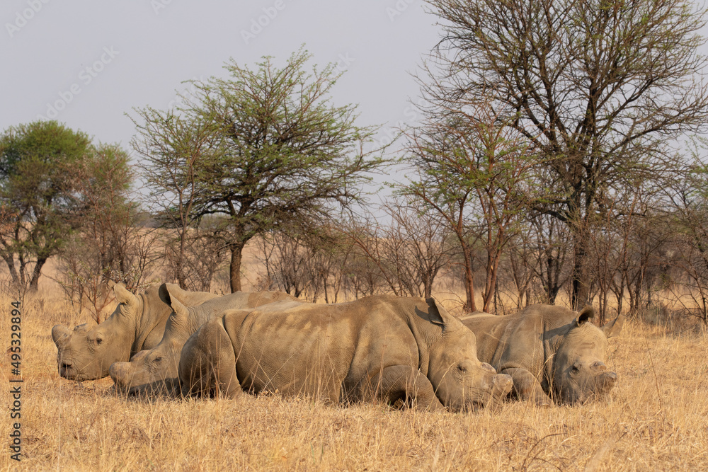 Dehorned White Rhino, South Africa Dehorned White Rhino, South Africa