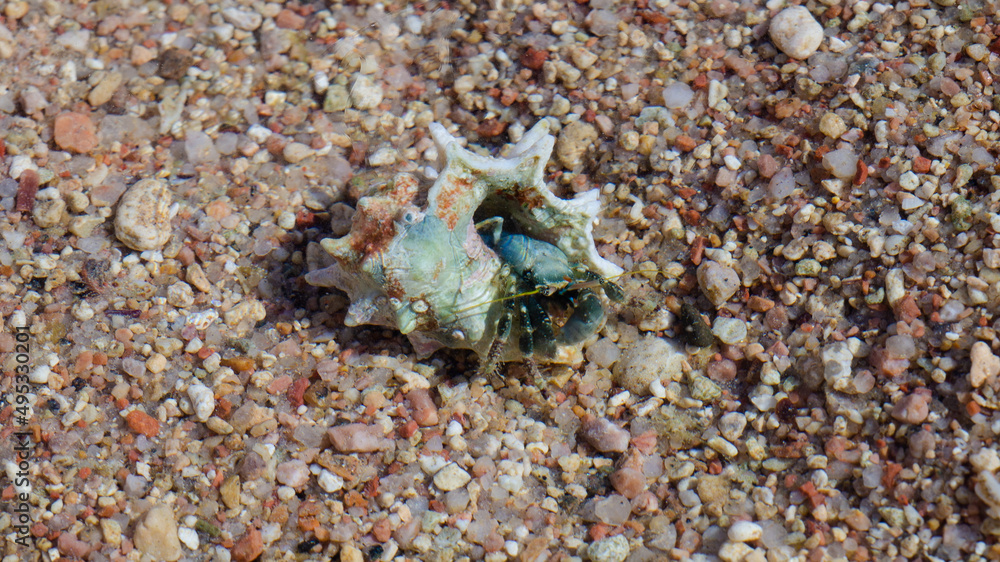 Hermit crab. Crustacean in a clam shell in the water on the coast. Hermit crab. Crustacean in a clam shell in the water on the coast.