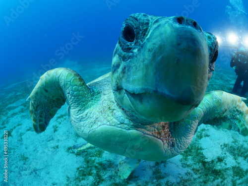 turtle underwater looks at camera close up ocean scenery caretta caretta sea turtle