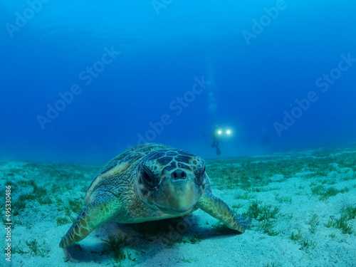 turtle underwater close up caretta caretta scuba diver taking photos ocean scenery © underocean