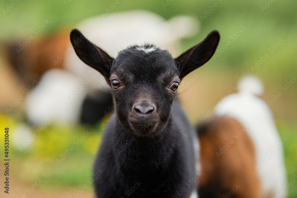 Little lovely baby goat in summer. Farm animals. Little lovely baby goat in summer. Farm animals.