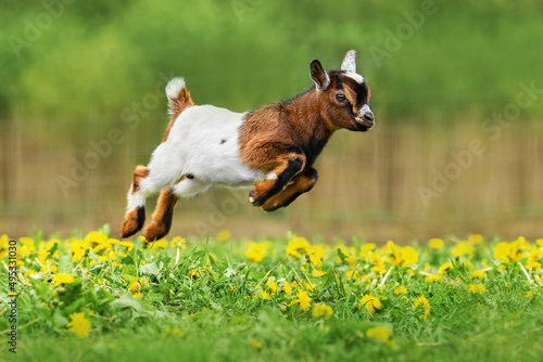 Little funny baby goat jumping in the field with flowers. Farm