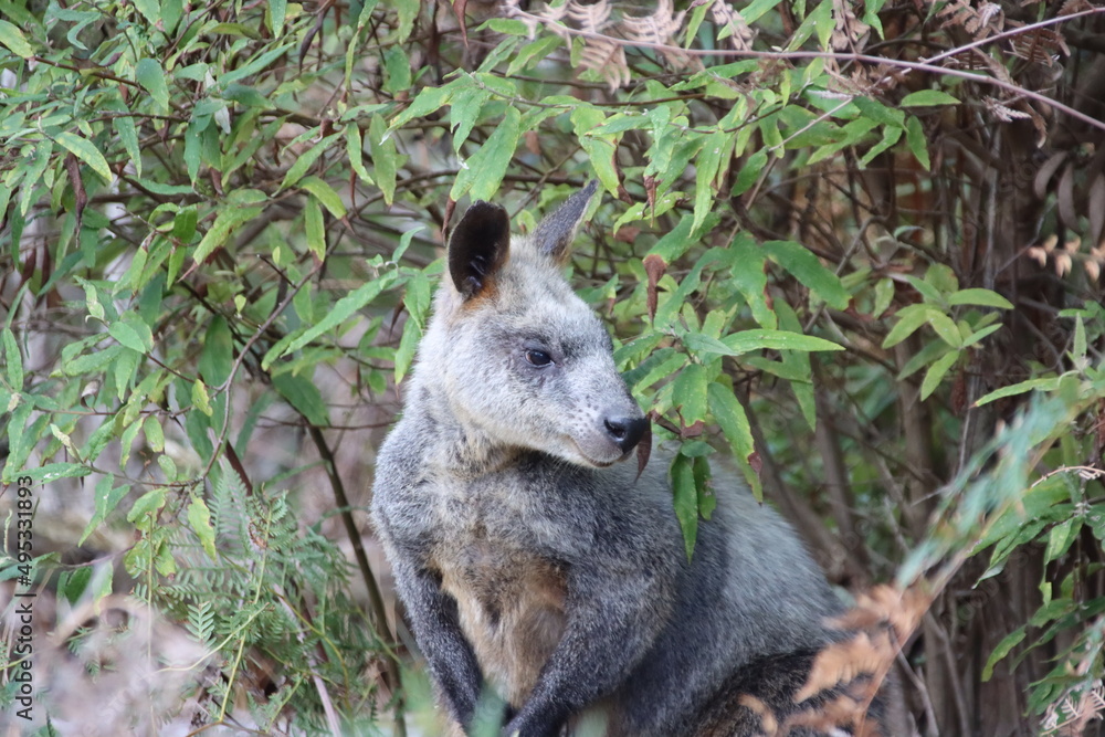 Fototapeta premium Swamp Wallaby (Wallabia bicolor) aka Black Wallaby, Cranbourne Botanic Gardens, Mellbourne, Australia.