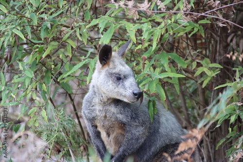 Swamp Wallaby (Wallabia bicolor) aka Black Wallaby, Cranbourne Botanic Gardens, Mellbourne, Australia.