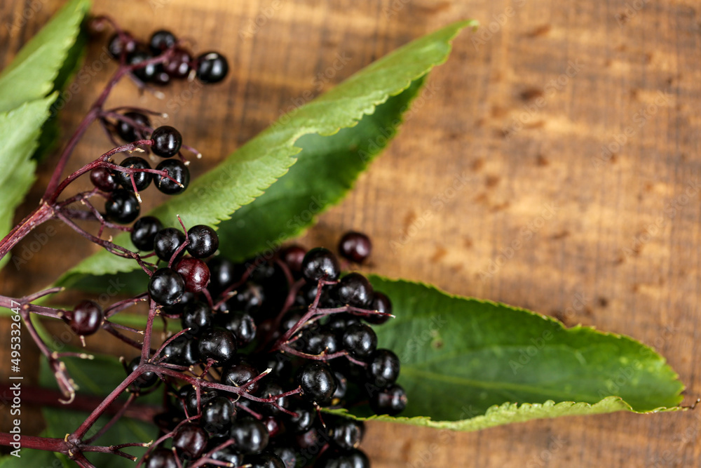 Lush Where Can I Buy Elderberries Photo for Mobile Lush Where Can I Buy Elderberries Photo for Mobile