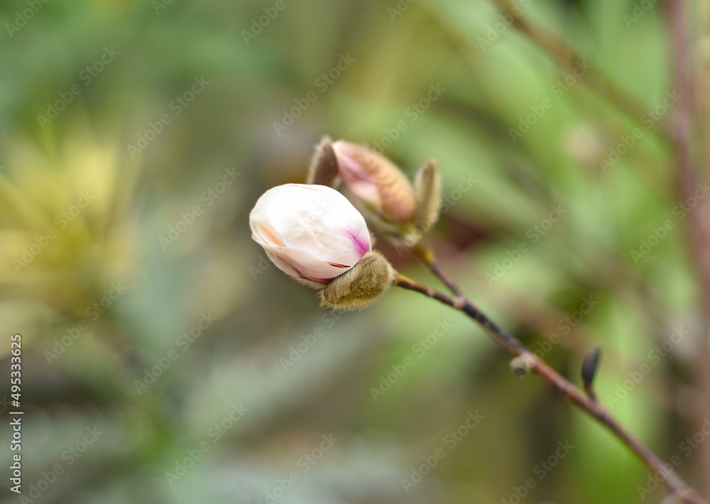 Lilac magnolia fresh flower with catkin on a spring day Lilac magnolia fresh flower with catkin on a spring day