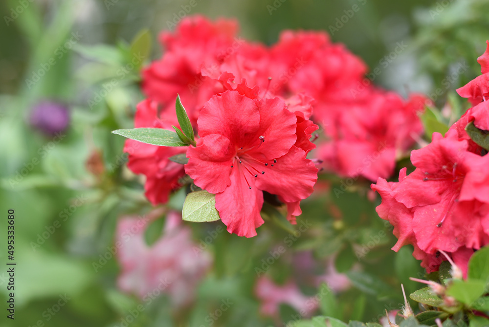 Rhododendron Bunde Schame or Azalea indica