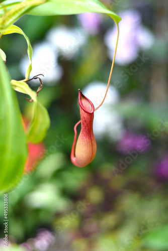 Nepenthes alata, carnivorous plant feeds on insects