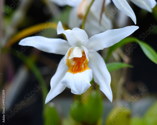Coelogyne Mooreana flower, vietnamese plant