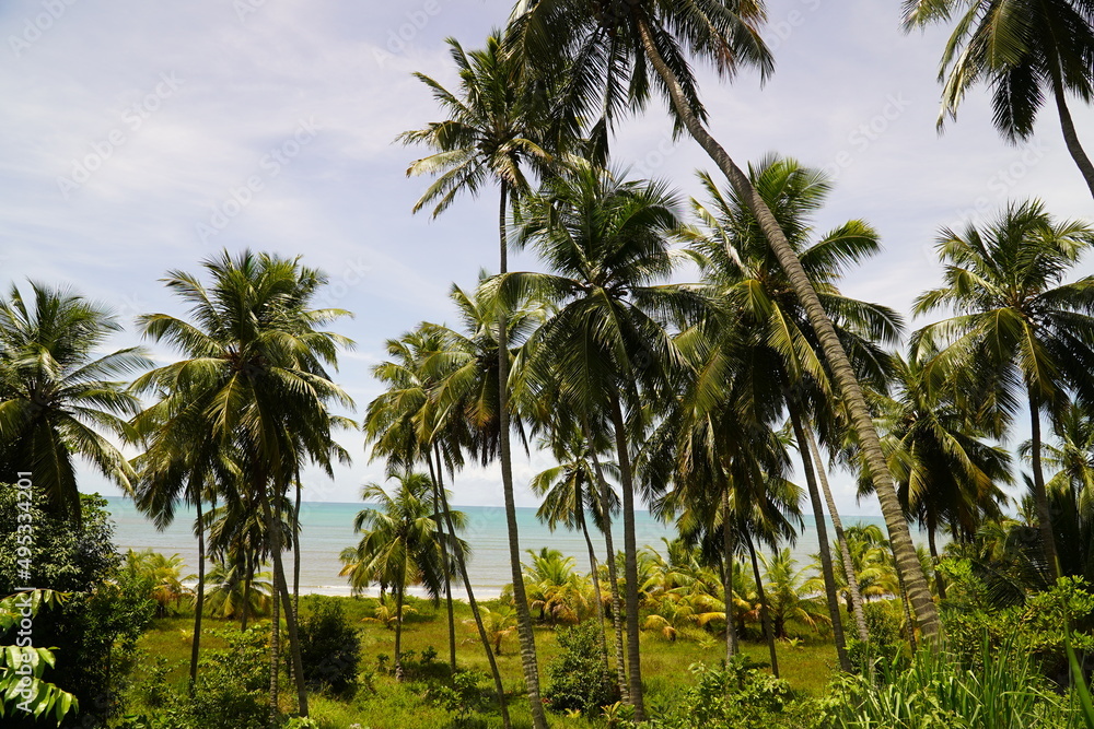 Beautiful exotic palm idyll on the Brazilian Atlantic coast near Japaratinga, state of Alagoas, Brazil