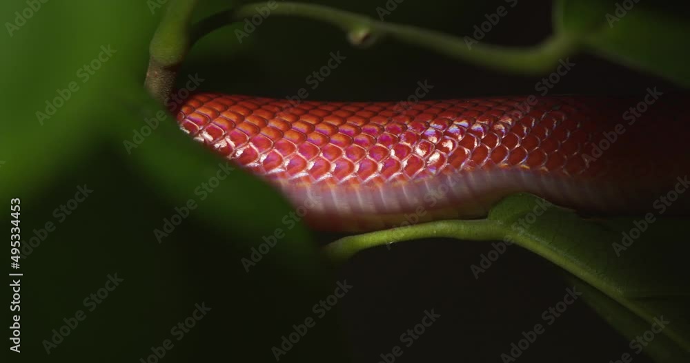 Bright Red coloured Coral snake moves between the deep green leaves in the rain forest of Peru Bright Red coloured Coral snake moves between the deep green leaves in the rain forest of Peru