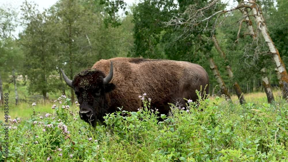 A large male bison is looking at the camera while feeding a field with wildflowers. The background is out of focus. A large male bison is looking at the camera while feeding a field with wildflowers. The background is out of focus.