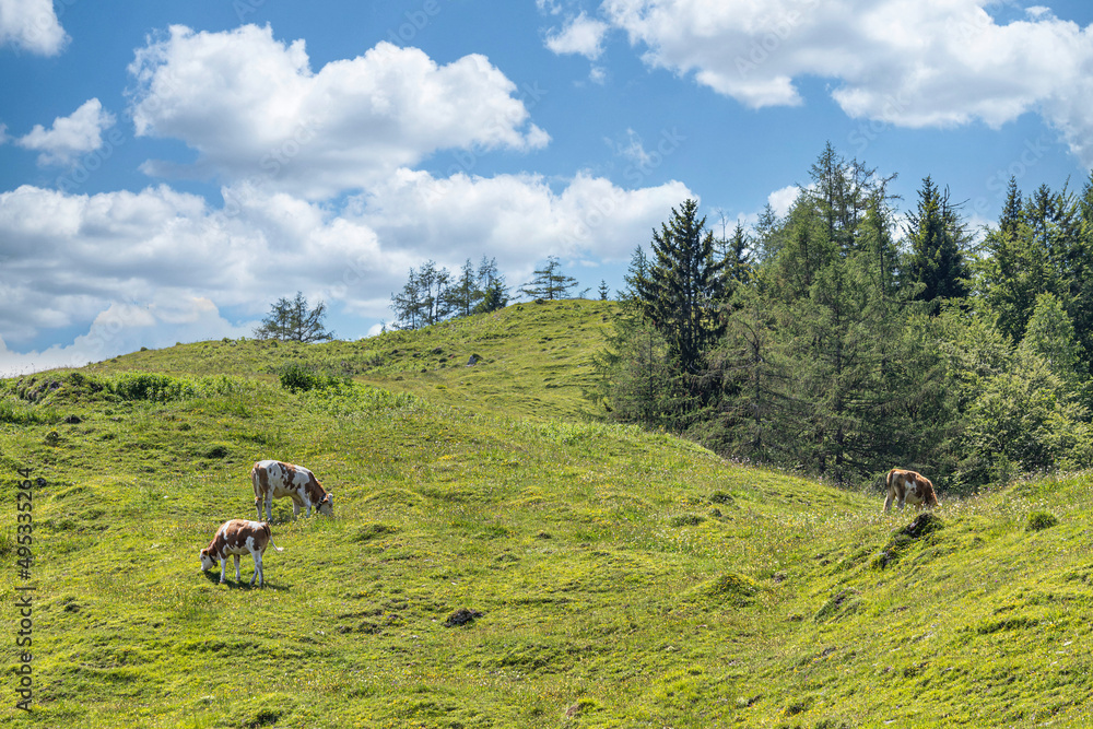 Cows on a mountain pasture in the summer outdoors