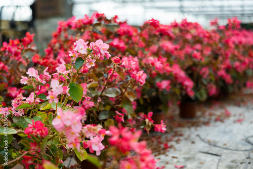 Closeup view of different bloomy flowers begonia growing in modern greenhouse farm © JackF